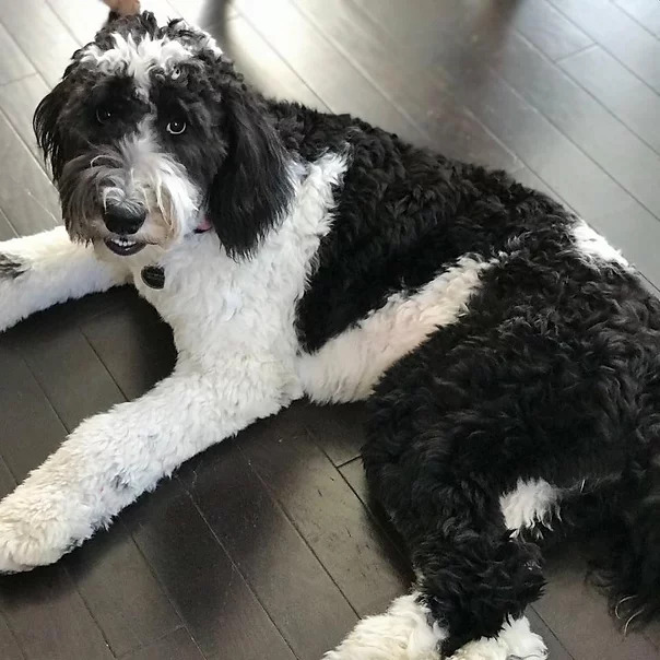 Sheepadoodle Puppies For Sale Charleston